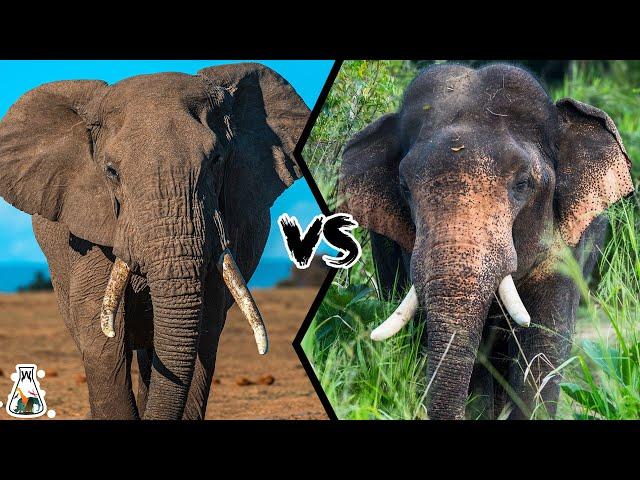 AFRICAN ELEPHANT VS ASIAN ELEPHANT - Who Will Be The King?