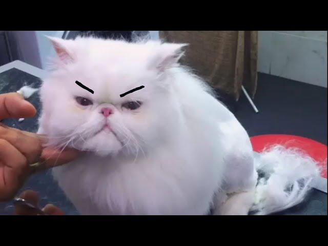 Funny Grumpy Cats Video Compilation