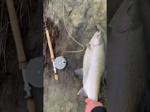 Large Winter Steelhead on a Swung Fly - #fishing #flyfishing #shorts