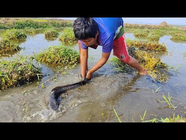 Best Hand Fishing 2024🫰 Rural Boy Catching Fish  Mud Water Grash Hole #fish_video #best_fishing