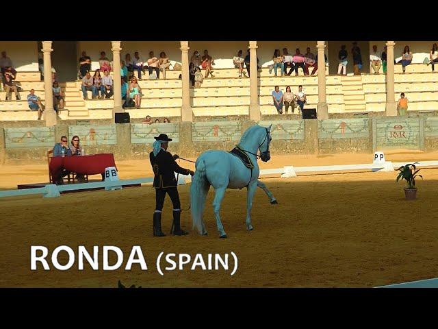 SPAIN horse dressage at Ronda (Andalucia, May 2016)