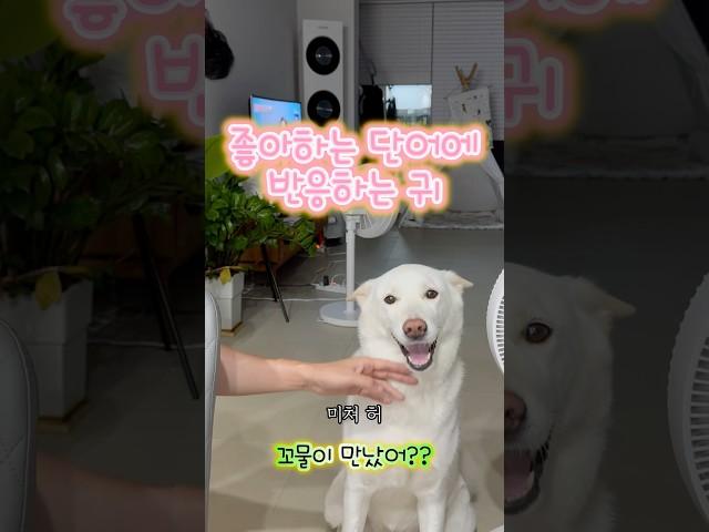 널 어쩌면 좋니️ #아빠사랑 #풍산개 #아빠 #아기 #반려견 #아빠와강아지 #강아지#강아지일상 #강아지브이로그 #강아지산책 #강아지먹방 #강아지쇼츠 #강아지유튜브
