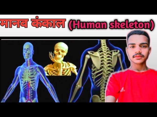 Human skeleton| Bone| Cartilage | Skelton system|Ankit bharti #biology