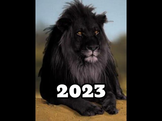 2024 Black Lion and 5000 bce Black Lion#blacklion#viral#shorts.