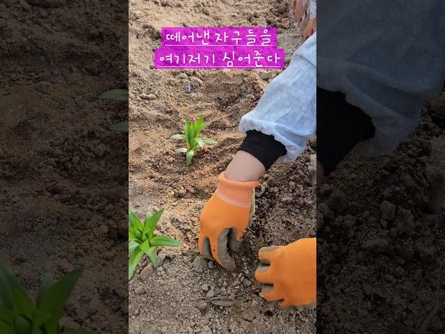백합 번식  #원예치료 #치유농장 #치유정원 #힐링농장 #힐링원예 #백합번식 #백합심기