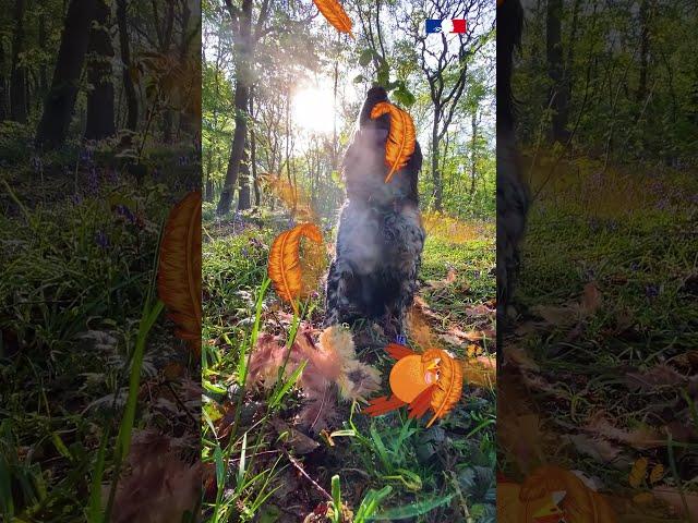 Faut-il tenir son chien en laisse en forêt ?