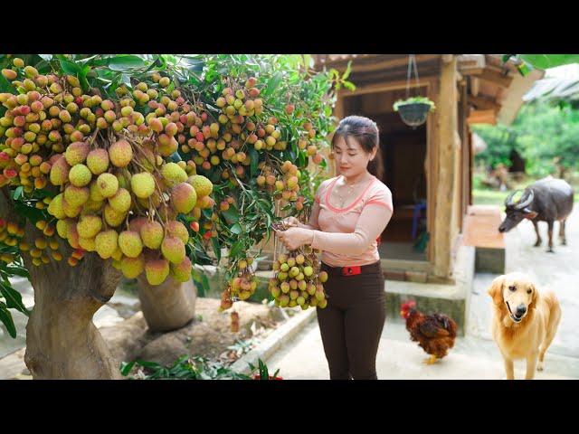 Harvesting Lychees Goes To Market Sell - Herd pigs and chickens every day