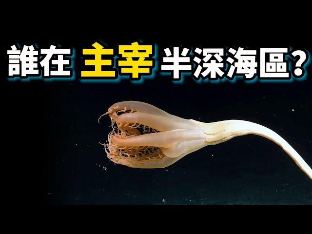 為什麼深海動物不吃飯也不會餓死？科學家發現了深海秘境的真相！！