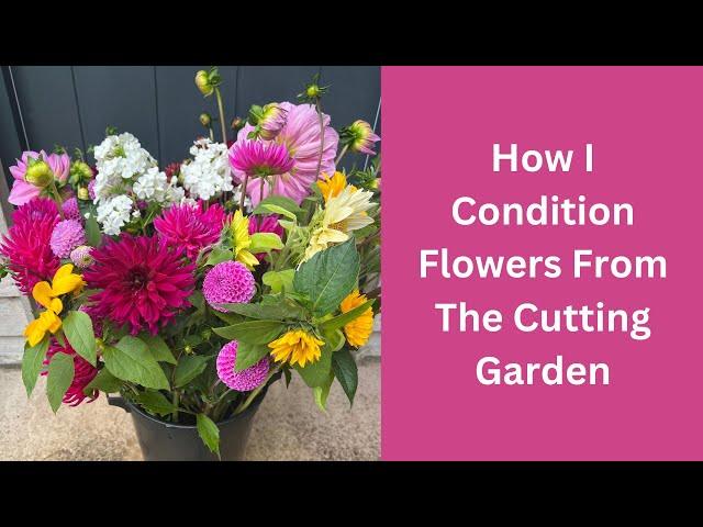 How I Condition Flowers From The Cutting Garden