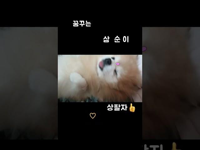 [애견]세상에서 가장행복한 시간!!