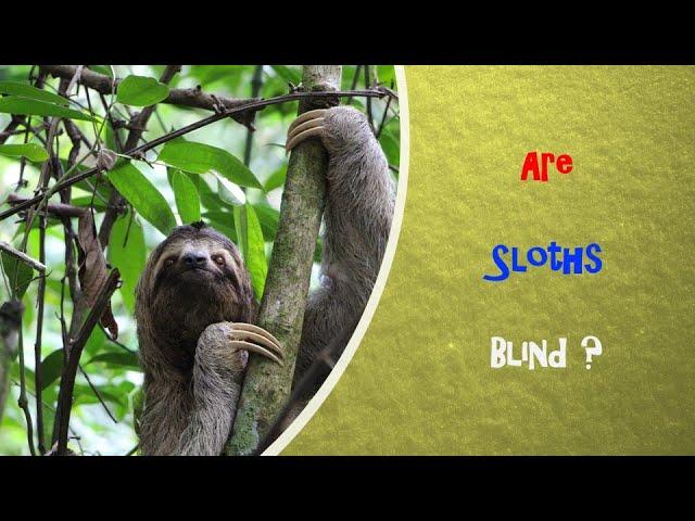 I Spy Sloth Challenge - Animal facts / Brainteaser [ Spot and Find Puzzles ]