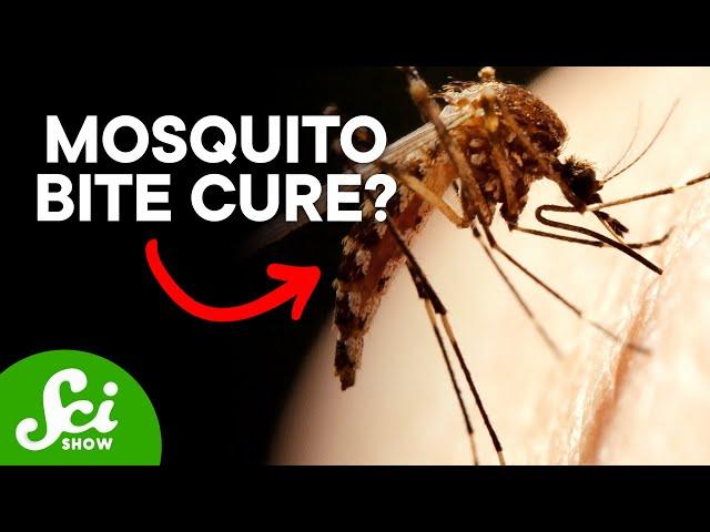 How to Become Immune to Mosquito Bites