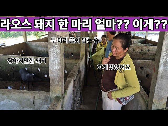 강아지만한 돼지 한 마리가 라오스에서는 얼마??? 생각보다 귀여운 생김새에 심쿵!! 근데 이렇게 귀여운 돼지를 어떻게 먹지?? ( 여네 집 193부 )