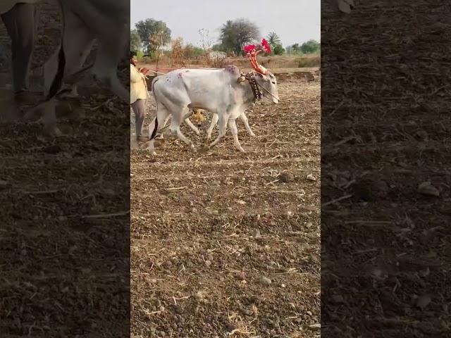 jagadeesh bulls channel