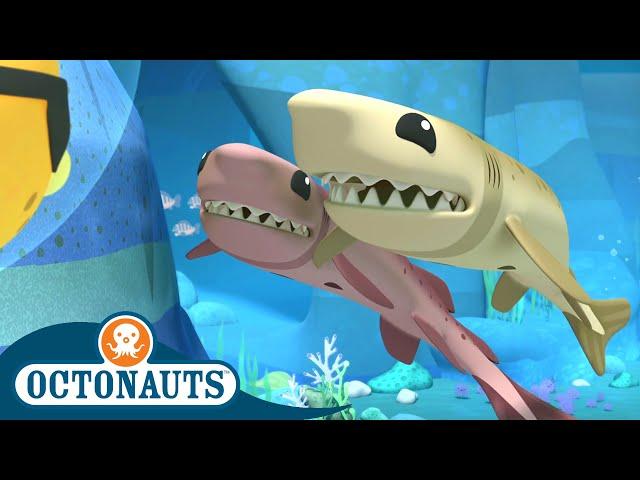 Octonauts - Cookiecutter Sharks & The Sardine School | Cartoons for Kids | Underwater Sea Education