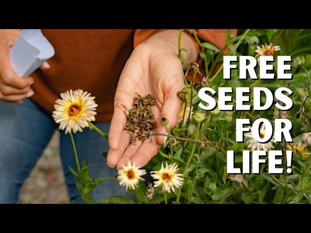 The Super Simple Way to Harvest and Save Calendula Seeds