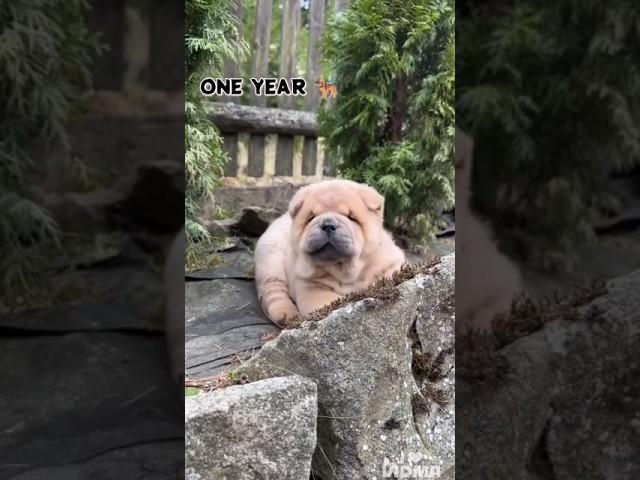 28 Days One Year Chow chow transformation#feed #doglover #transformation #Chow chow #Cute #puppy