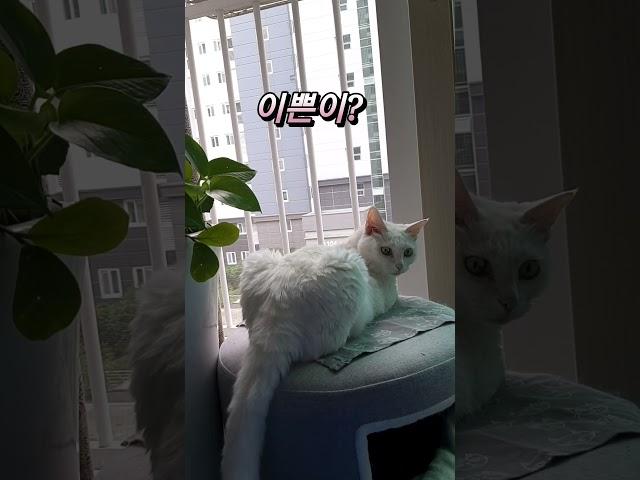 [2만뷰]이쁜이는 뒤를 돌아봅니다  #고양이 #Cat  #시로 #반려묘 #이쁜이  #JEJU일상 #시로  #나갈래고양이 #손여사