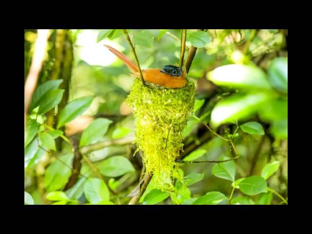 Madagascar- Ranomafana National Park