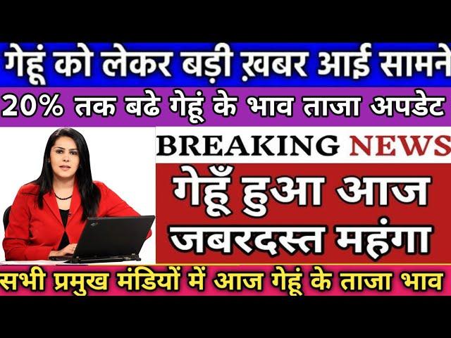 20 परसेंट बढा गेहूं का भाव आज का ताजा अपडेट । गेहूं के ताजा मंडी भाव । Gehun Mandi Bhav Today ।