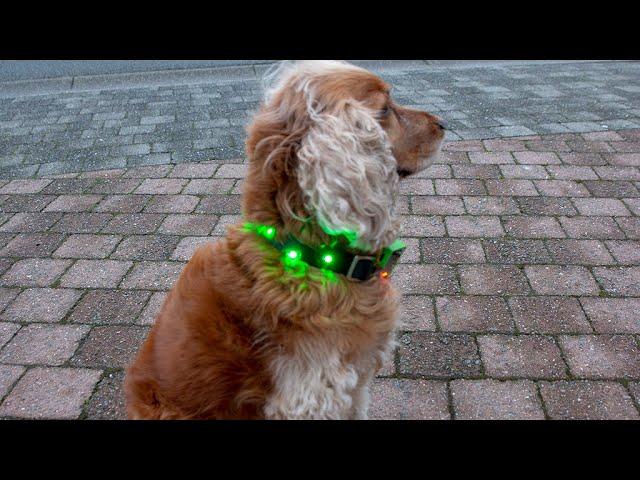 Colorful DIY Dog Collar with Micro:Bit and BrightDots