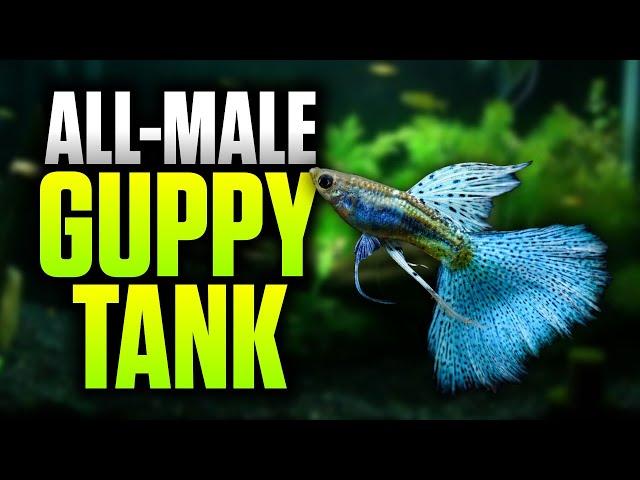 How To Setup An All Male Guppy Tank! (Beginner-Friendly Planted Aquarium Setup)