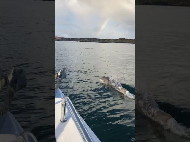 Dolphins and rainbows 