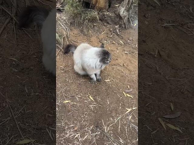 Benjamin the cat has the quietest meow