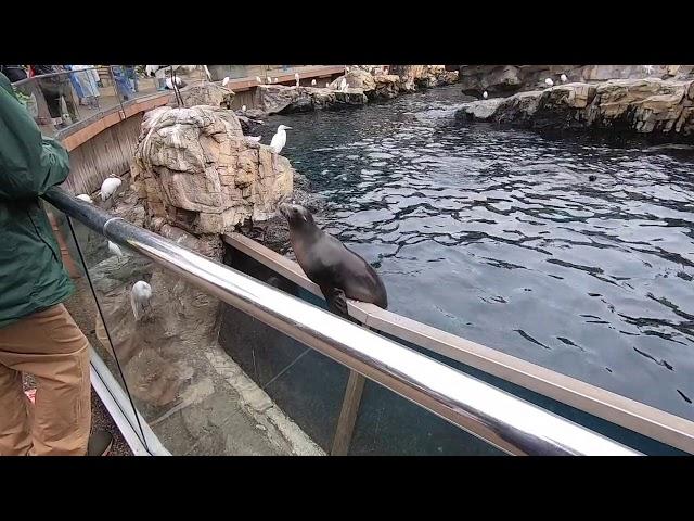 [Qtube Walking Tour] 물개 밥 주기 Feeding Sea Lions