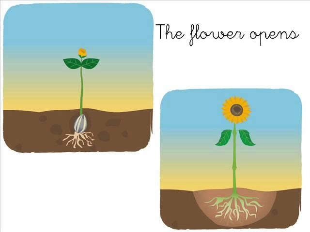Y1 U7 the life cycle of a plant