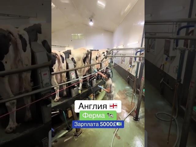 Вакансия работы в Англии - 2. #shorts