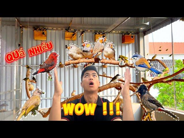 Đạt Bird TV Được Tặng Hơn 50 chú chim tại Aviary 20m2 trong đó nhiều loài chim đẹp || Đạt Bird TV