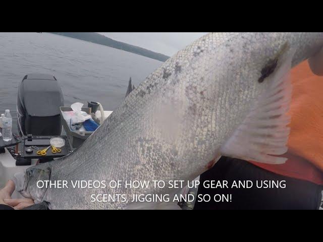 NW SALMON FISHING AREA 11 PUGET SOUND HOW TO NET FISH IN A BOAT