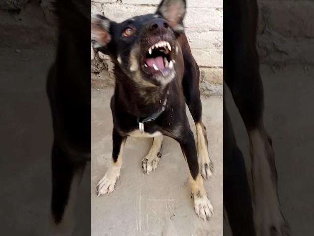 "Aggressive Black Dog Sound Caught on Camera!" #shorts