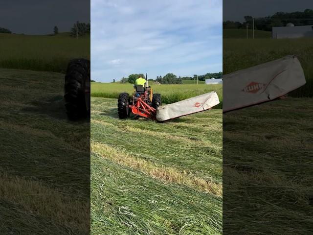 Farmall 706 Gas Cutting Hay with a Kuhn Disc Mower After Being Stuck