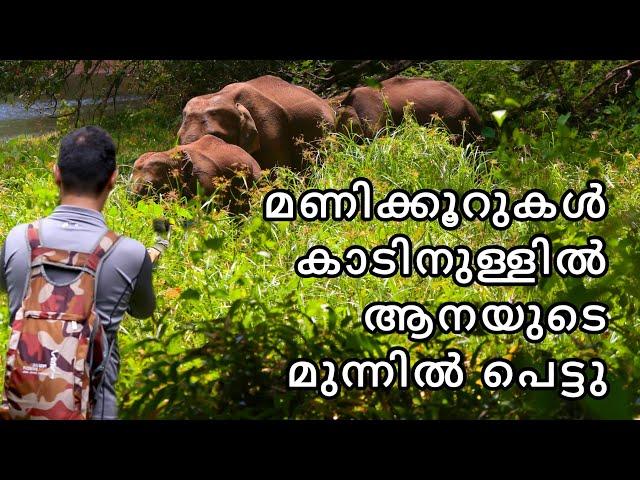 Periyar Tiger Reserve | Trekking | Hiking | Kerala | Wild elephant | Malayalam Vlog | Travel blog