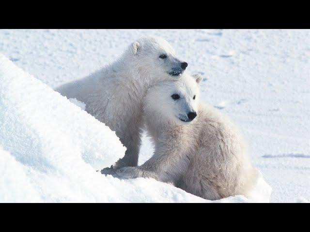 When Will Polar Bear Populations Collapse? The Answer is Up to Us.