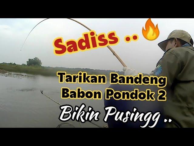 Sadis .. Tarikan Bandeng Babon Pondok 2  Bikin Joran Tegek Hampir Patah ..