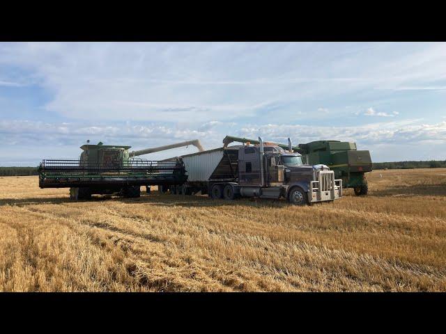 Northern Alberta wheat harvest 2021