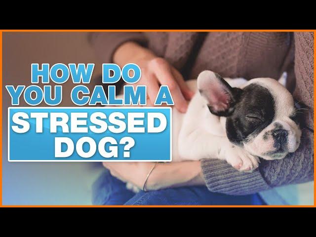 3 Ways To Calm A Stressed Dog? - DOGTV with Dr. Courtney Campbell, DVM