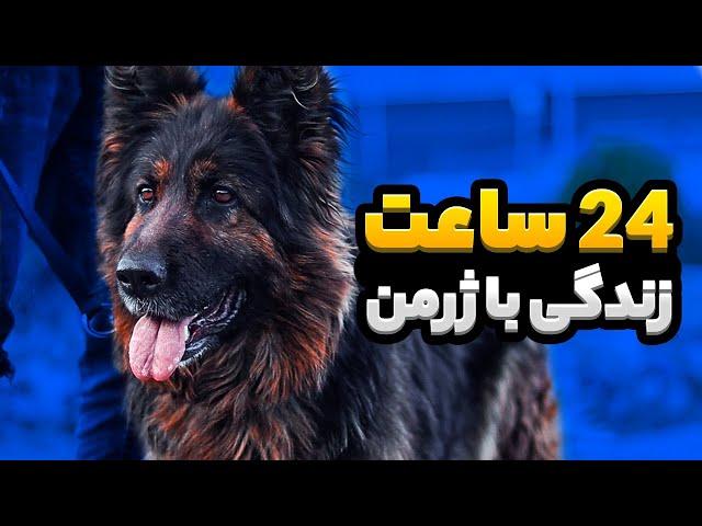 زندگی با ژرمن شپرد | آچار فرانسه سگ ها