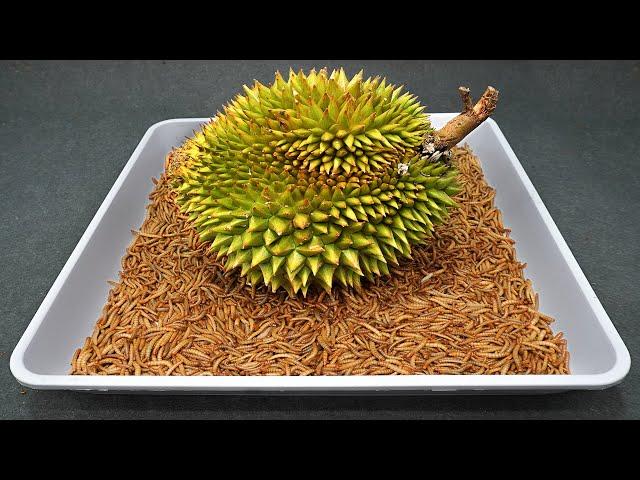 10.000 Worms VS DURIAN - MELON - PAPAYA - PEAR - Worms Eating Fruit Compilation #2