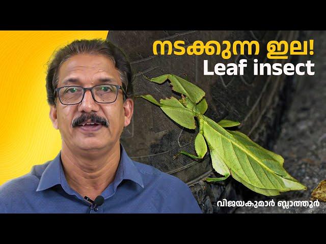 Walking Leaves - Leaf insects നടക്കുന്ന ഇല -  ഇല പ്രാണികളുടെ അത്ഭുത മിമിക്രി