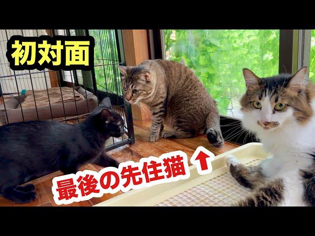 初めての部屋で初対面の先住猫にぐいぐい行く保護子猫