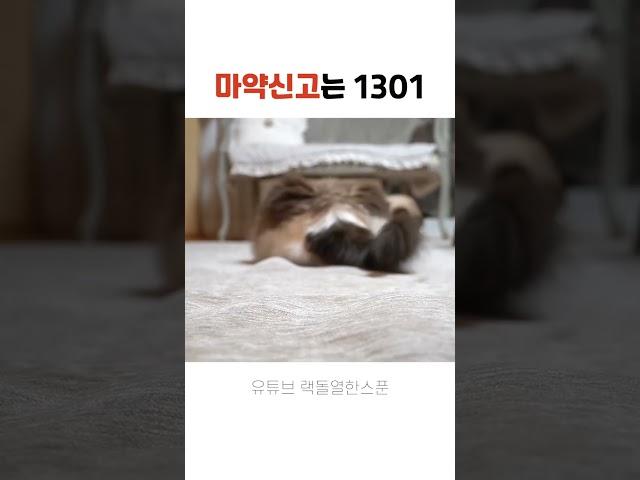 고양이들 눈이 이상해요