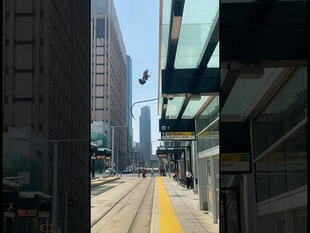 EDMONTON TRAIN STATION #edmonton #shortsvideo #trainstation