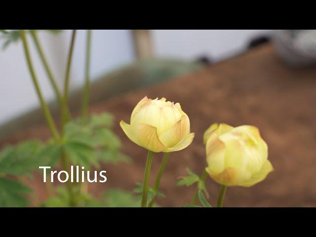 Trollius | Globe Flowers