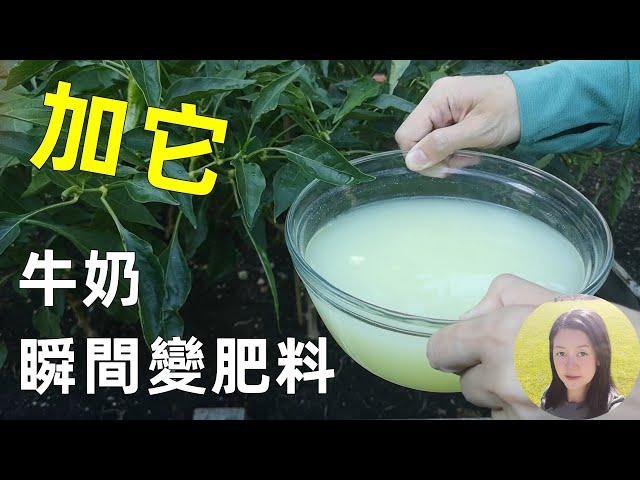 Only 1 Second, Turn Milk into fertilizer, Unbelievable! 萬能乳清肥, 加它牛奶1秒變肥料, 變廢為寶不用發酵, 土壤改良法