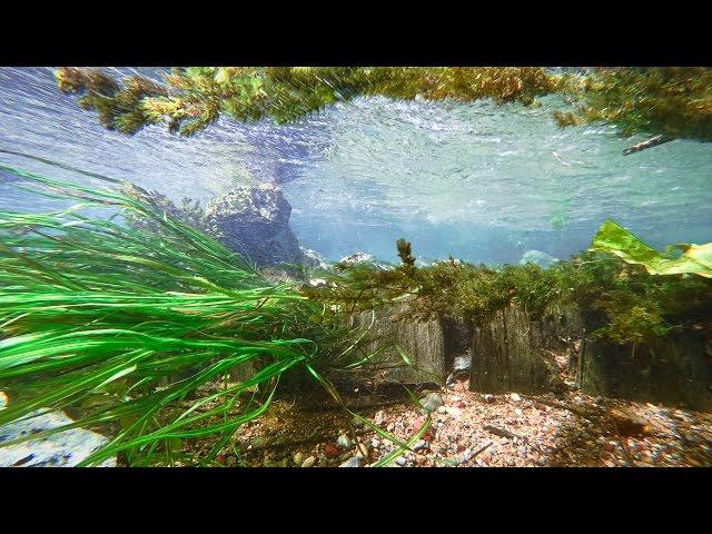 San Marcos River snorkeling - underwater 4K footage (Sony Action Cam X3000)