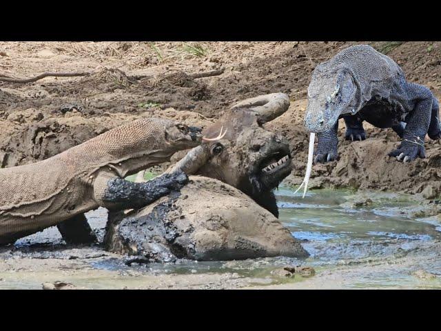 The deadly venom of the Komodo dragon paralyzes the buffalo